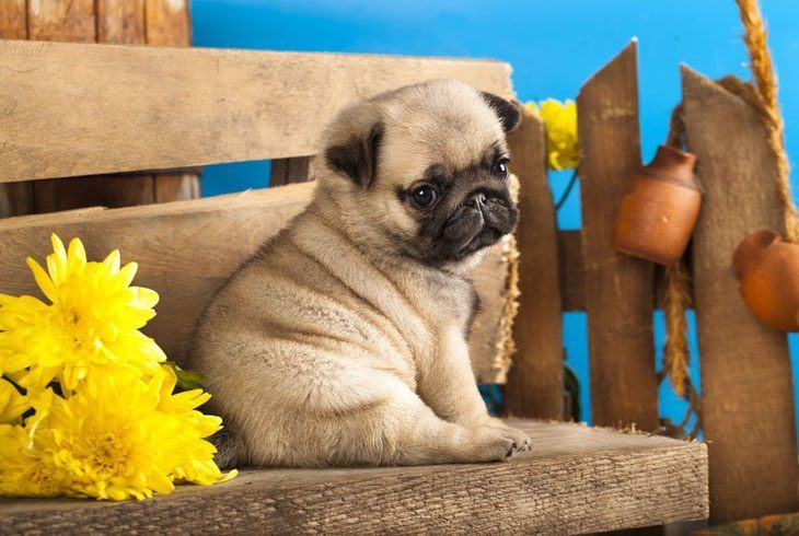 adorable pug puppy