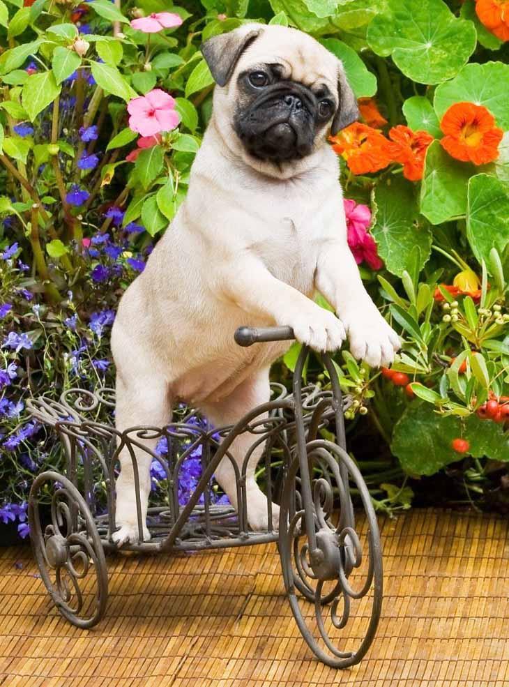 pugs aren't always good at riding bikes