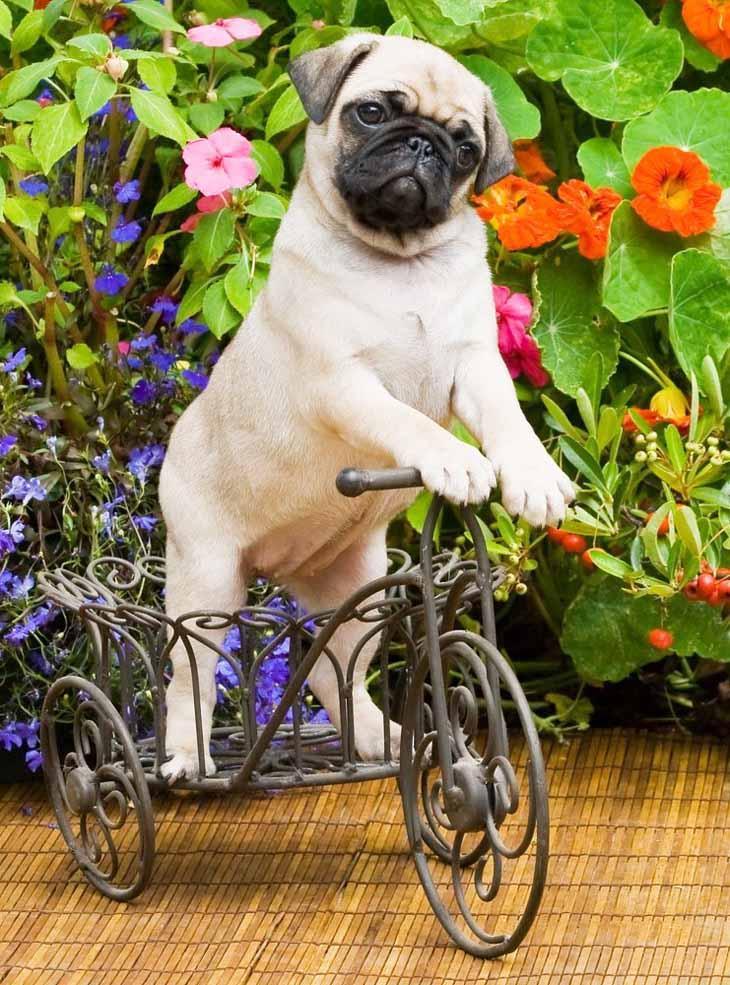 pugs aren't always good at riding bikes