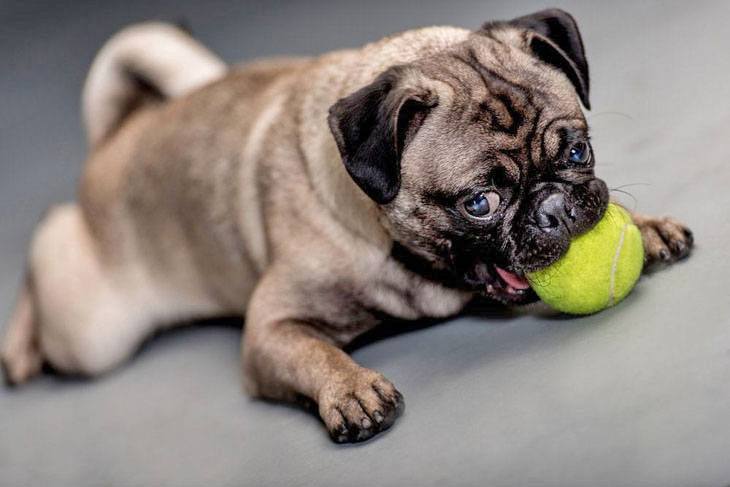this pug loves it's ball