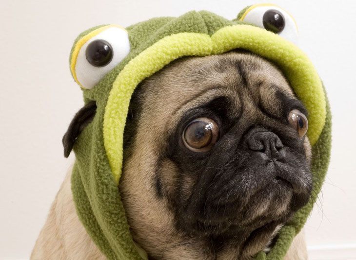 funny pug dressed in a frogs costume
