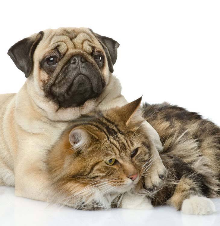 pug and his cat buddy