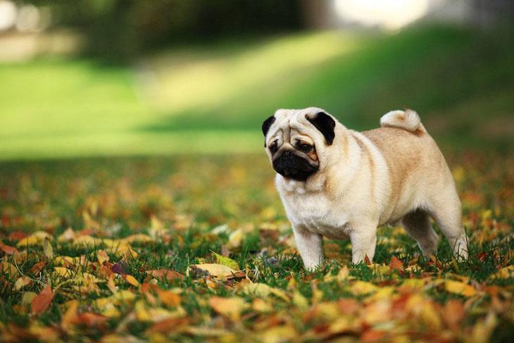 cute pug playing in the fall leaves