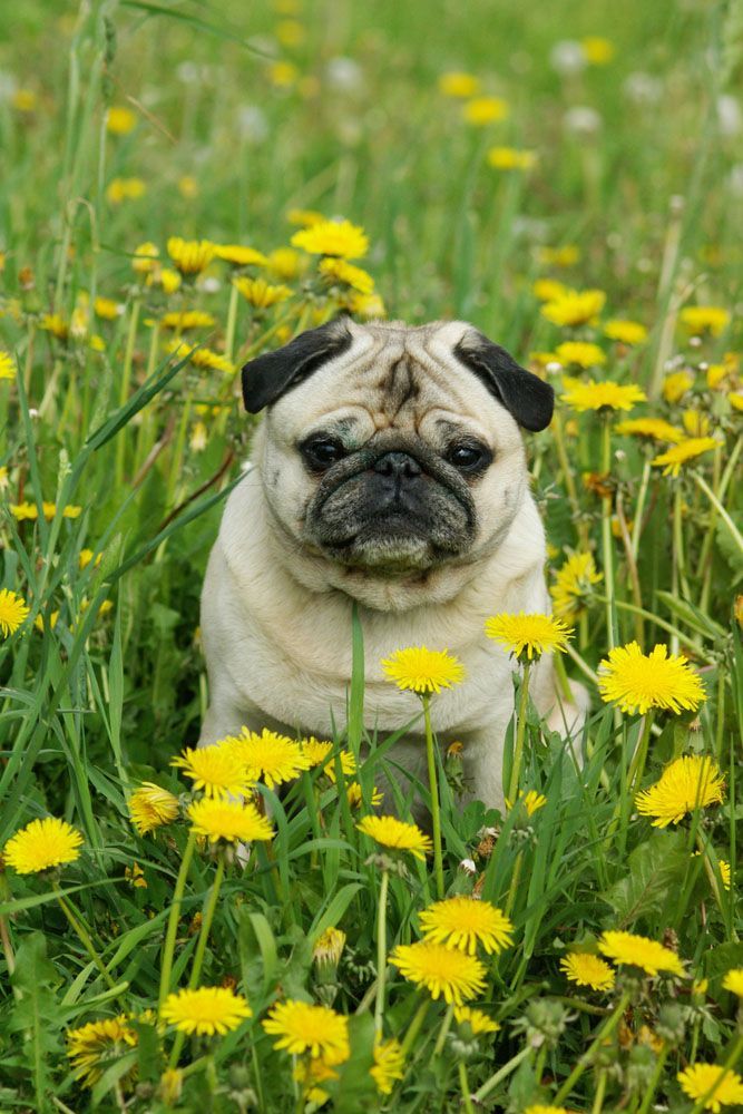 pug in a field of flowers