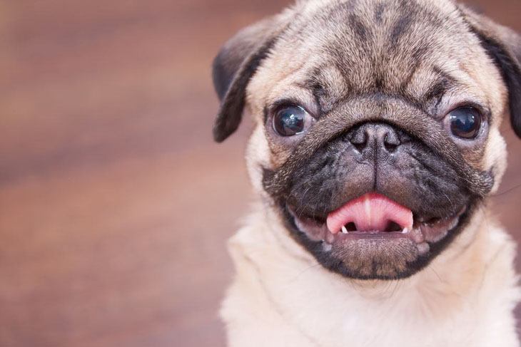 cute pug puppy