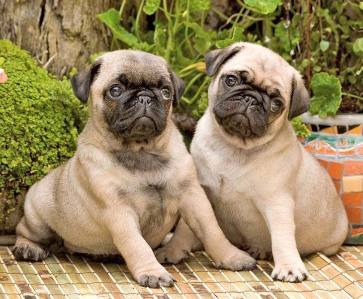 these pug puppies know they're cute