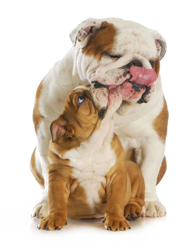 bulldog puppy gives it's mommy a kiss