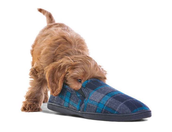 puppy investigating a slipper