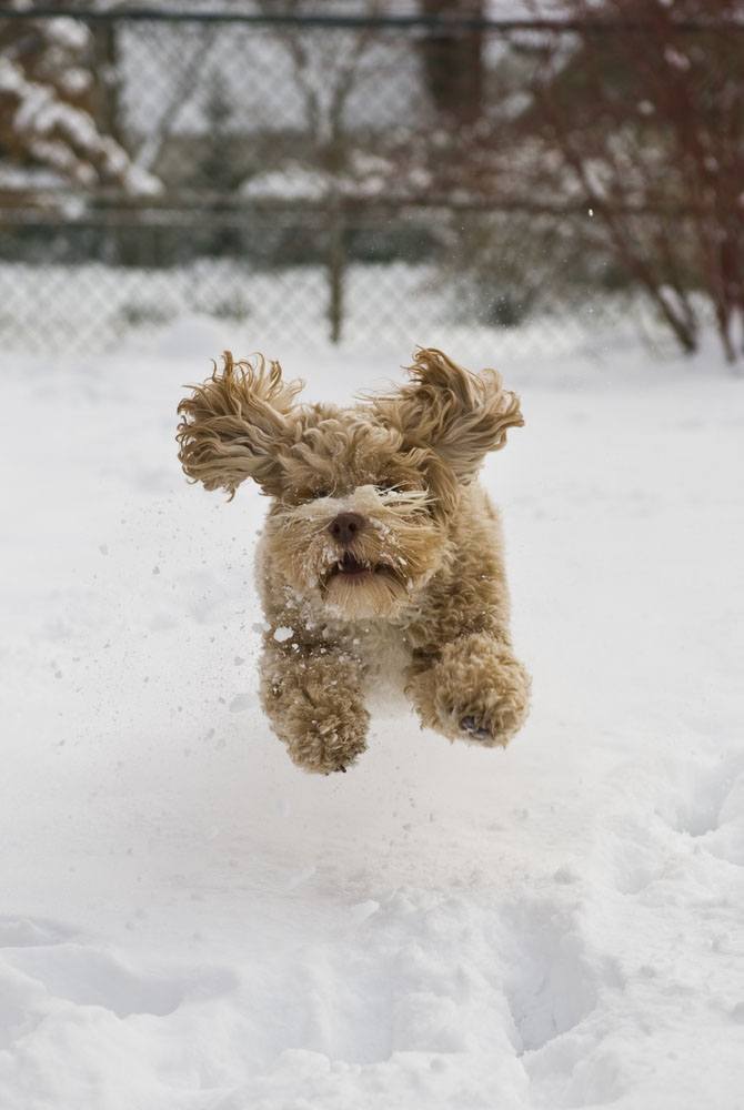puppy jumping over the cold snow