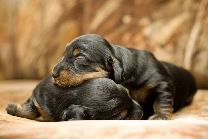 puppies tuckered out