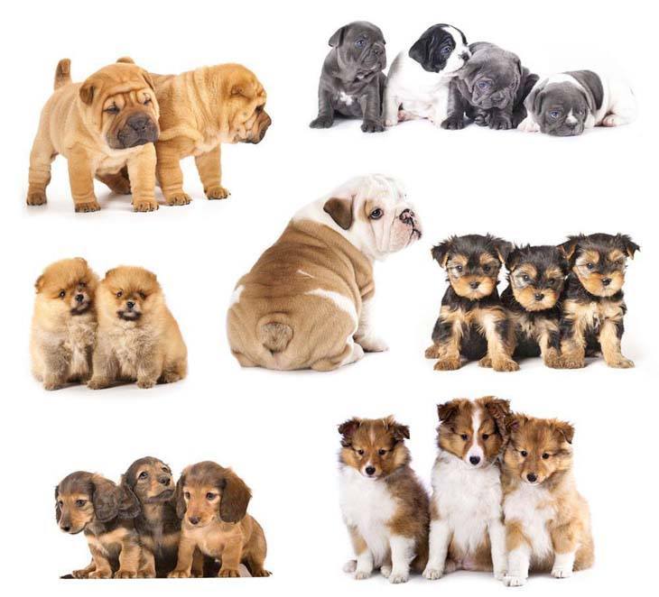 montage of cute puppies