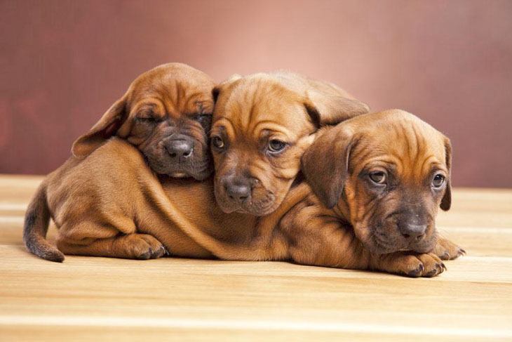 dachshund puppies ready to pounce