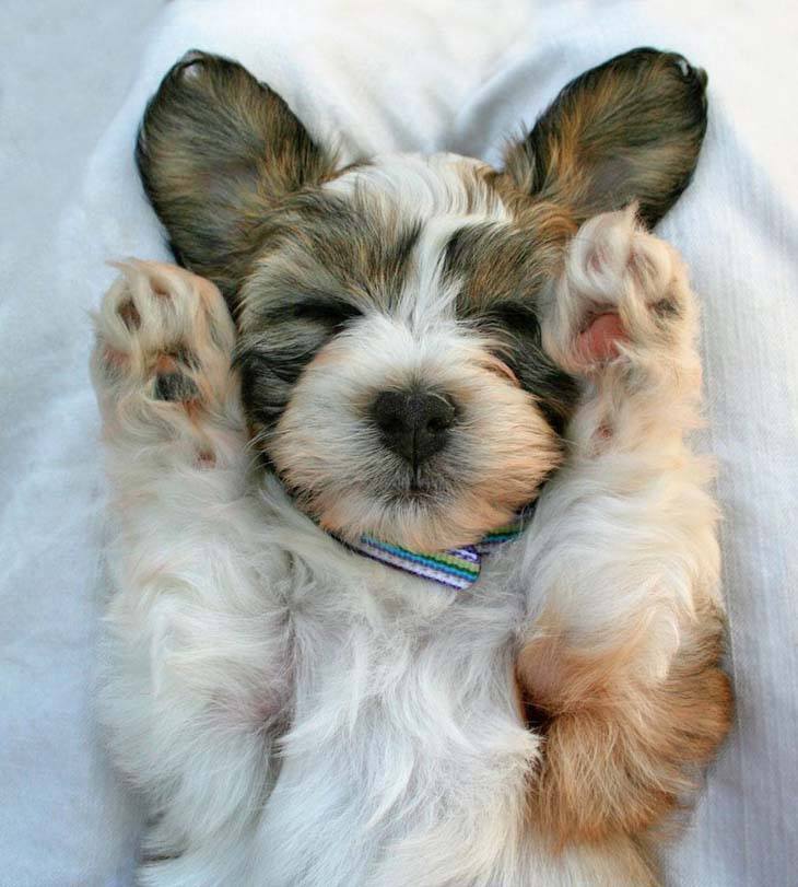 cute puppy dreaming during naptime