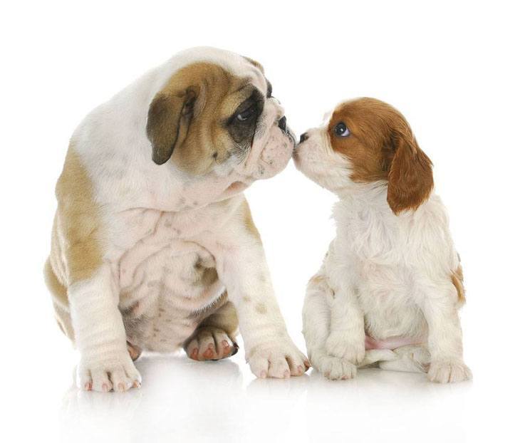 two puppies sharing a kiss