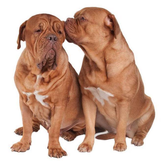 two large dogs share a kiss