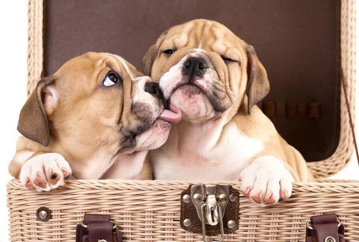 two bulldog puppies sharing a kiss