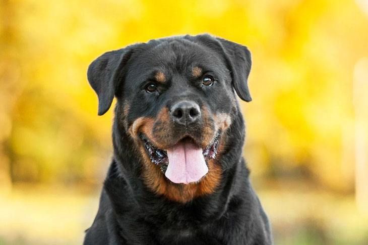 handsome male rottweiler posing for the camera