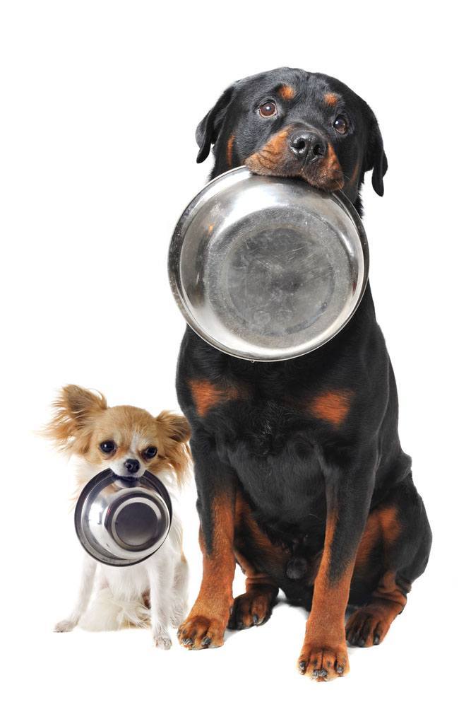 hungry rottweiler and chihuahua