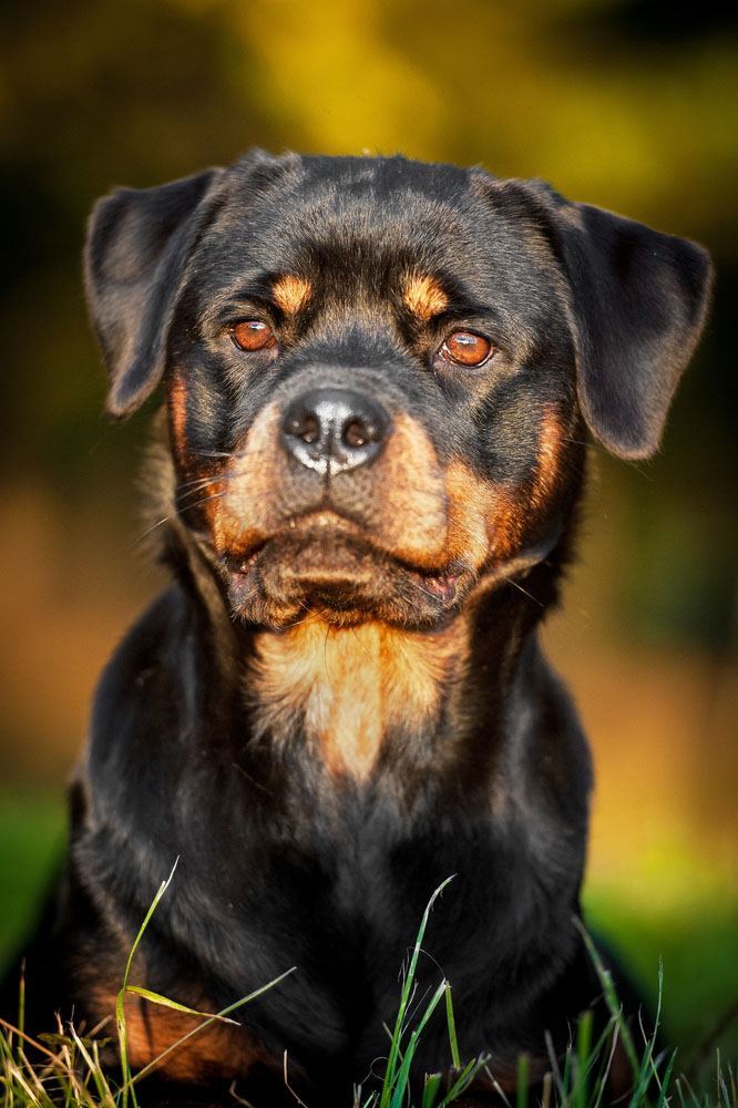 rottweiler staring at something