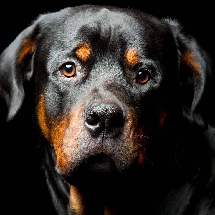 female rottweiler posing for the camera