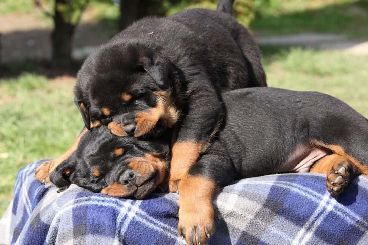 rottweiler brother and sister napping