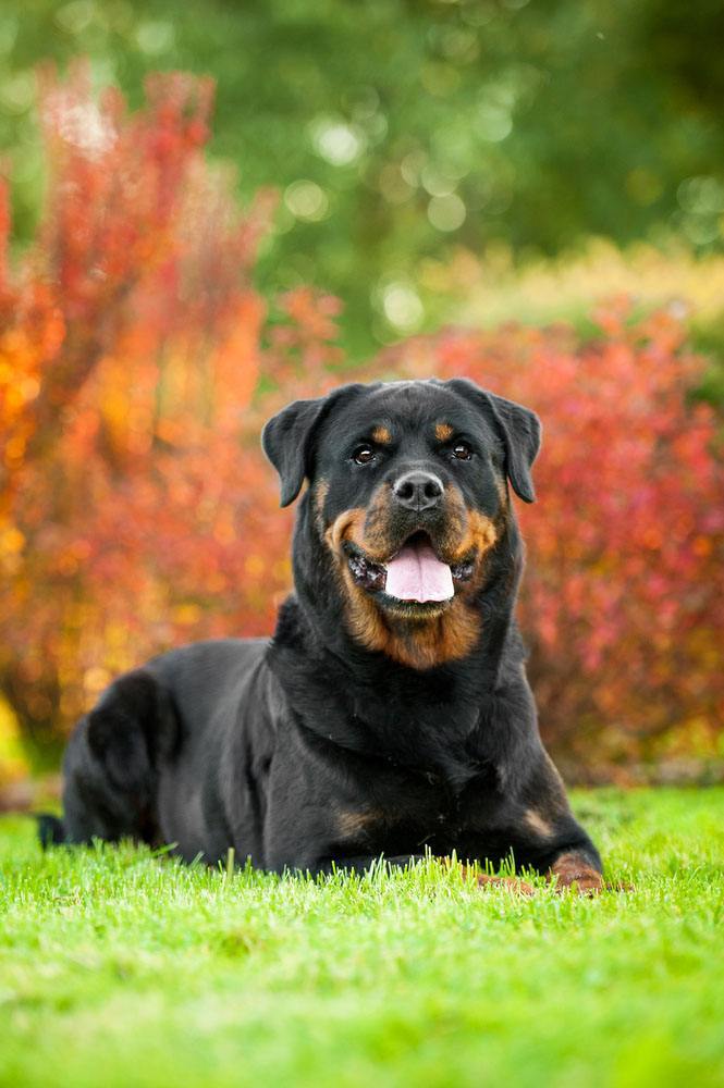 rottweiler resting up for the mailman