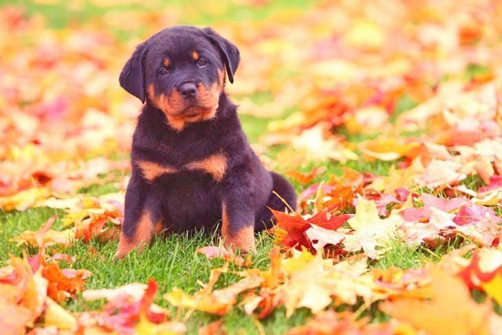 rottweiler puppy looking for a playmate