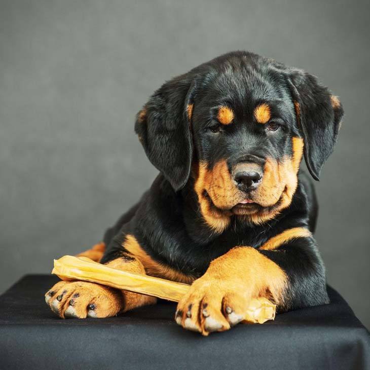 rottweiler pup looking at what you're eating