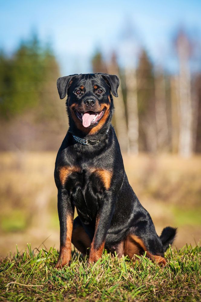 rottweiler ready for some fun