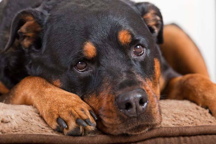 rottweiler looking for some affection