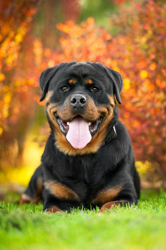 rottweiler enjoying a fall day