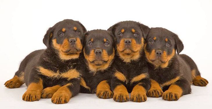 rottie pups waiting for dinner