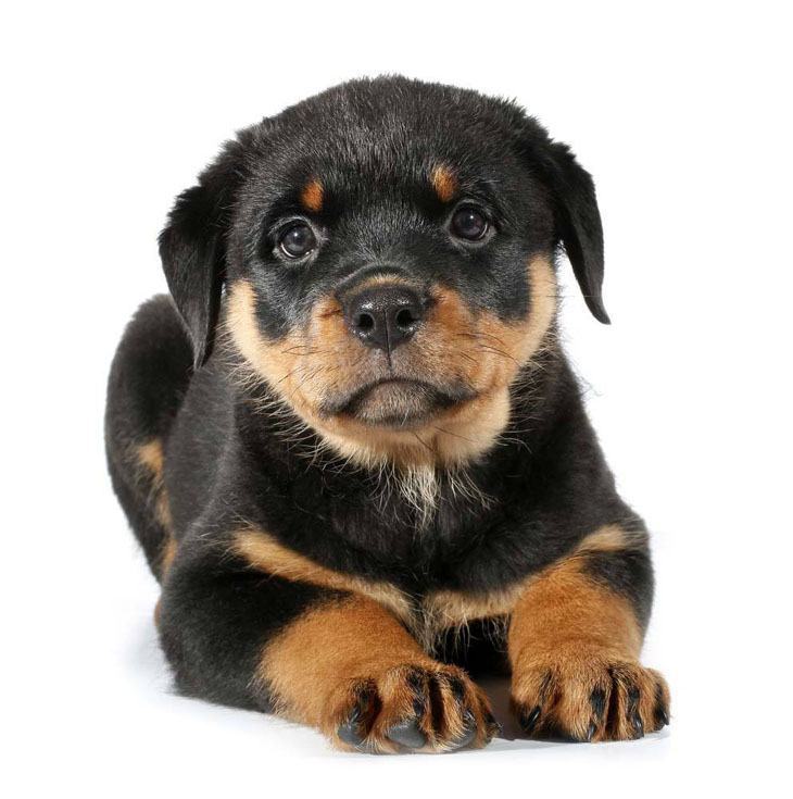 rottie puppy looking for a friend