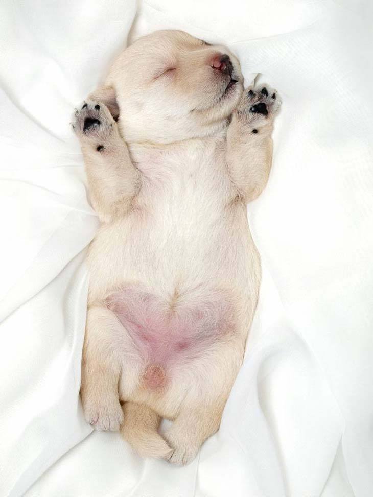 scottish terrier looking for a belly rub