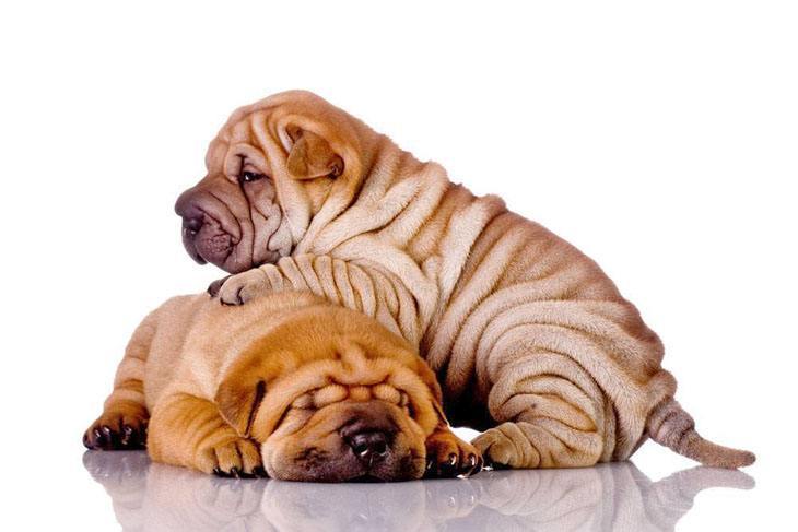 shar pei puppies taking a nap