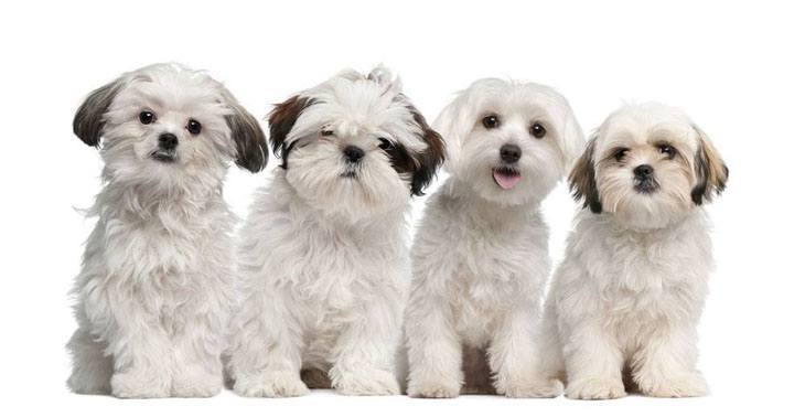 shih tzu and maltese puppies