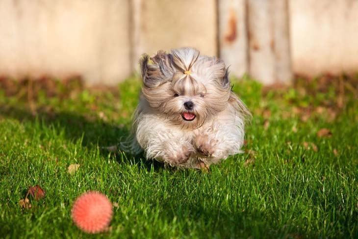 shih tzu puppy playing ball