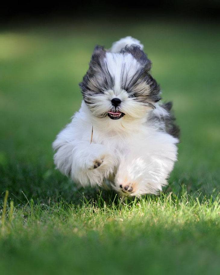 cute shih tzu puppy smiling as it runs