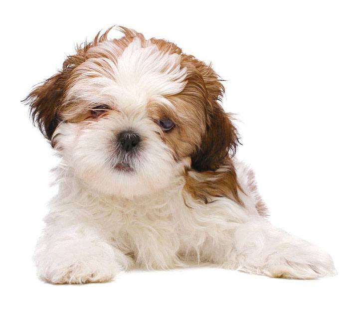 shih tzu puppy wants to play