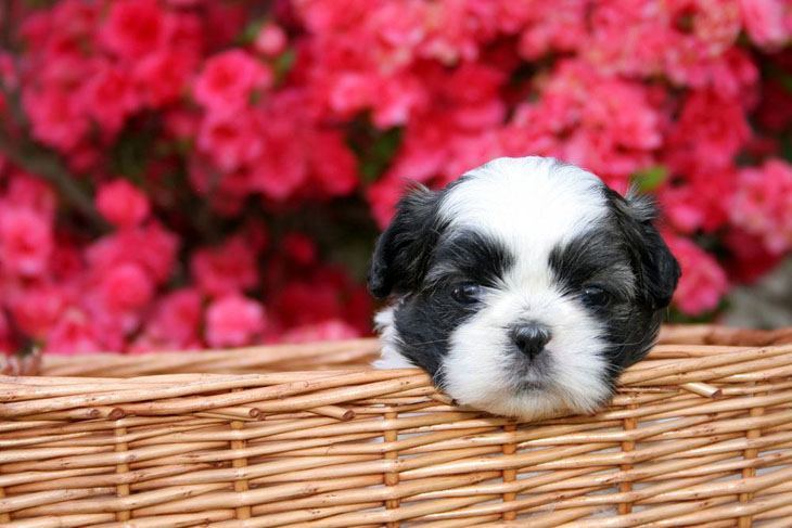 shih tzu puppy in a basket