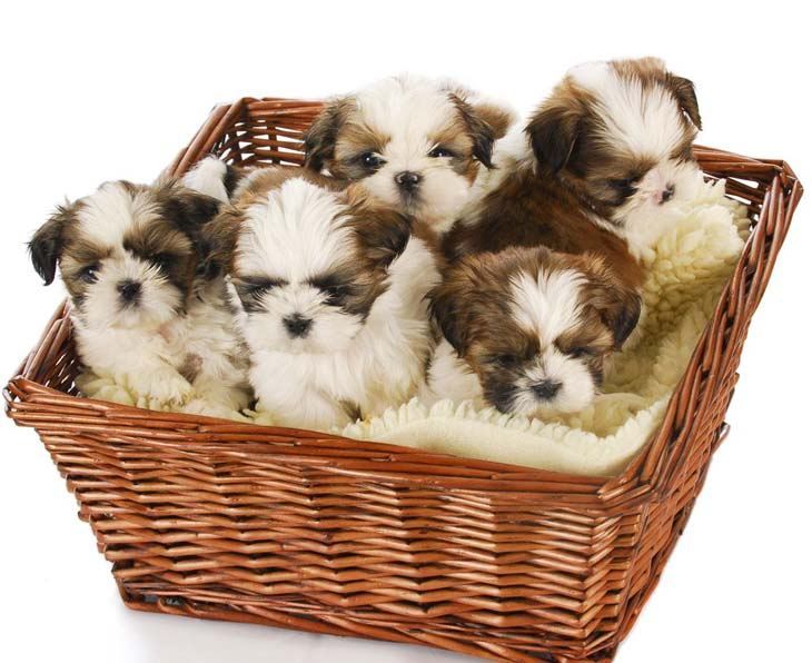 shih tzu puppies in a basket