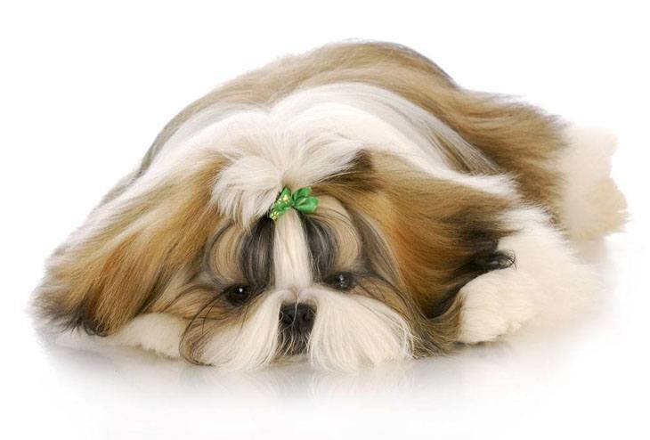 shih tzu puppy tired from the groomers