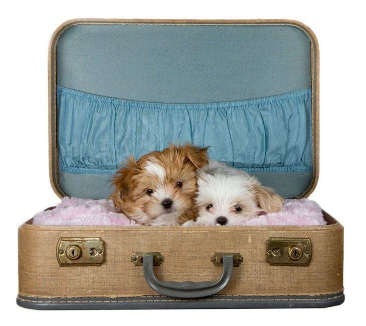 shih tzu puppies in a suitcase