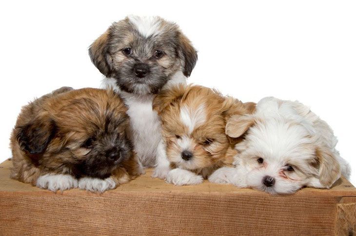 shih tzu puppies ready to pounce