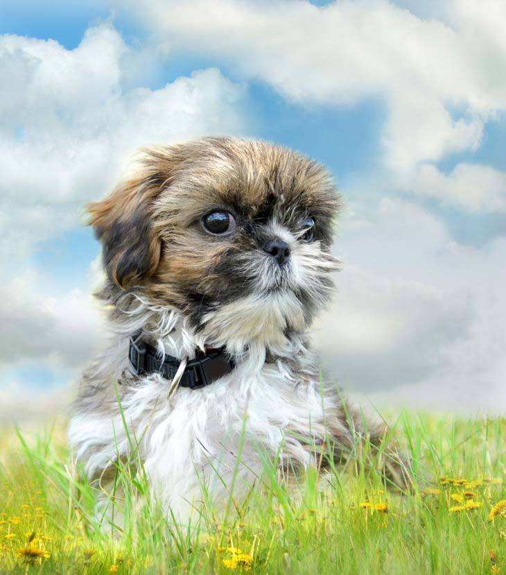 cute shih tzu puppy out in nature