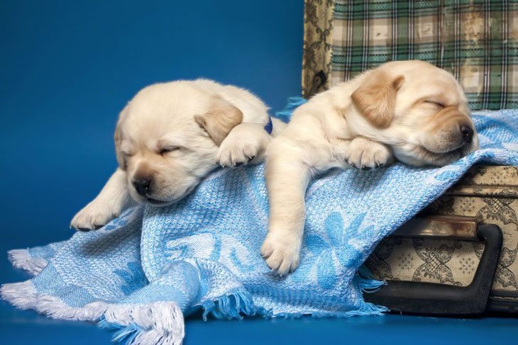 lab puppies taking a snooze