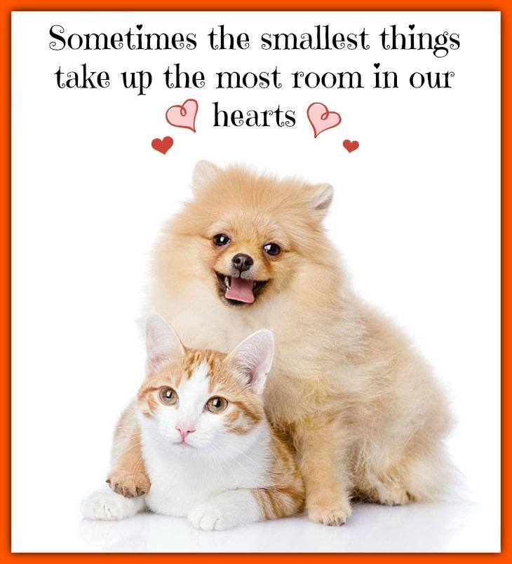 Sometimes the smallest things take up the most room in our hearts  Click on this image to see more adorable dog and cat pictures