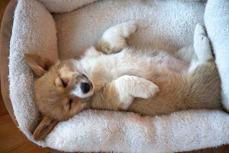 welsh corgi taking a nap