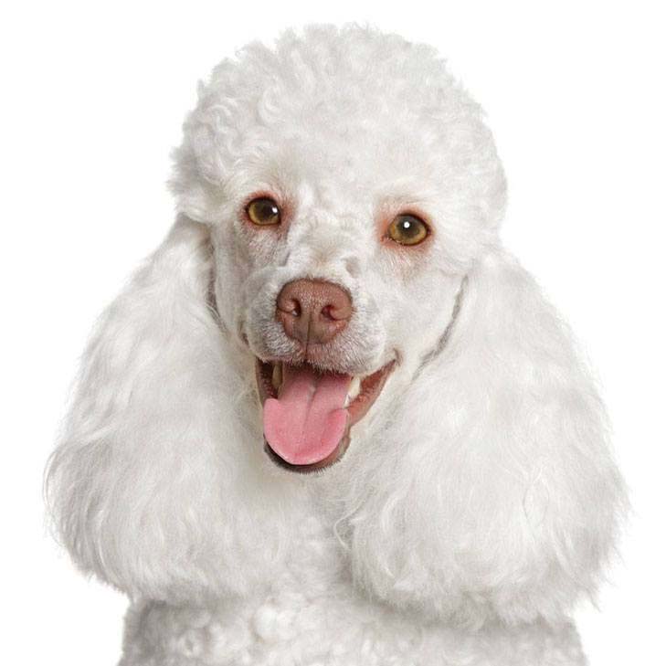 beautiful white poodle smiles at the camera