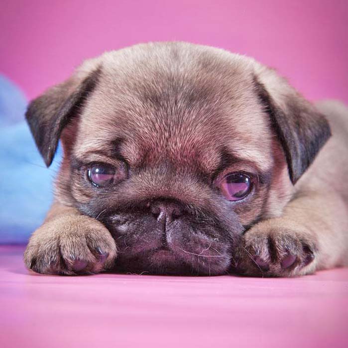 Cute pug puppy pondering life